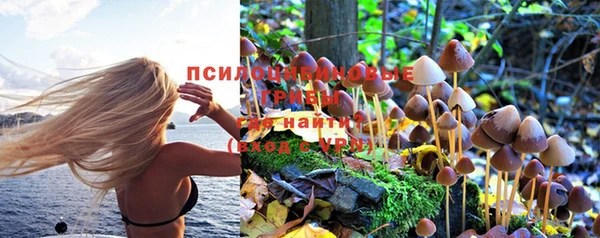 прущие грибы Алексеевка