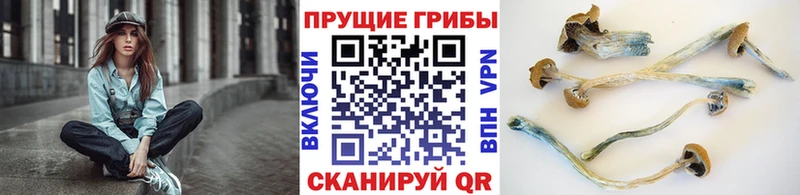 дарнет шоп  Циолковский  Галлюциногенные грибы мухоморы 
